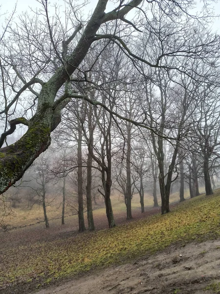 Erdő Ködben — Stock Fotó