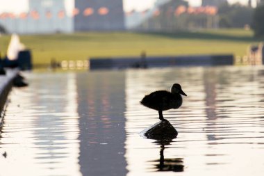 Lincoln Memorial Yansıma Havuzu 'nda arkasında Washington Anıtı olan bir ördeğin silueti. g.