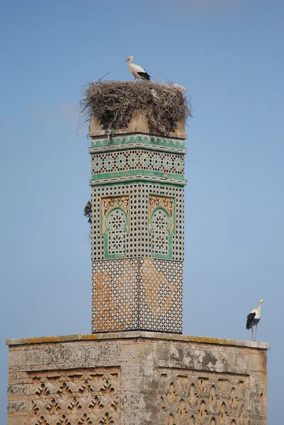 Storkar i boet i Marocko — Stockfoto