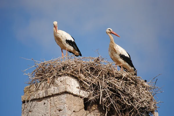 Cegonhas em seu ninho em Marrocos — Fotografia de Stock