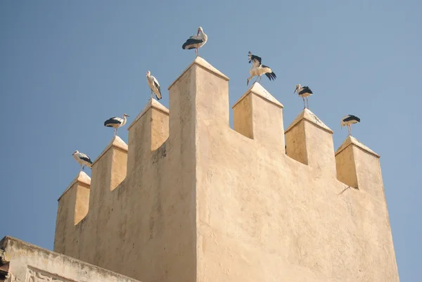 Des cigognes dans leur nid au Maroc — Photo