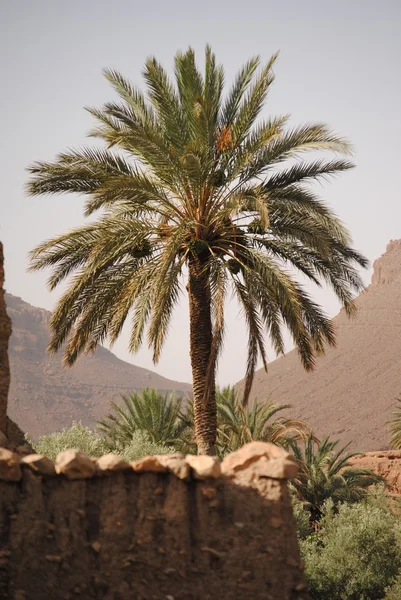 Palmier dattier au Maroc, Afrique — Photo