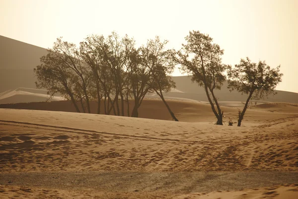 Saharawoestijn in Marokko, Afrika — Stockfoto