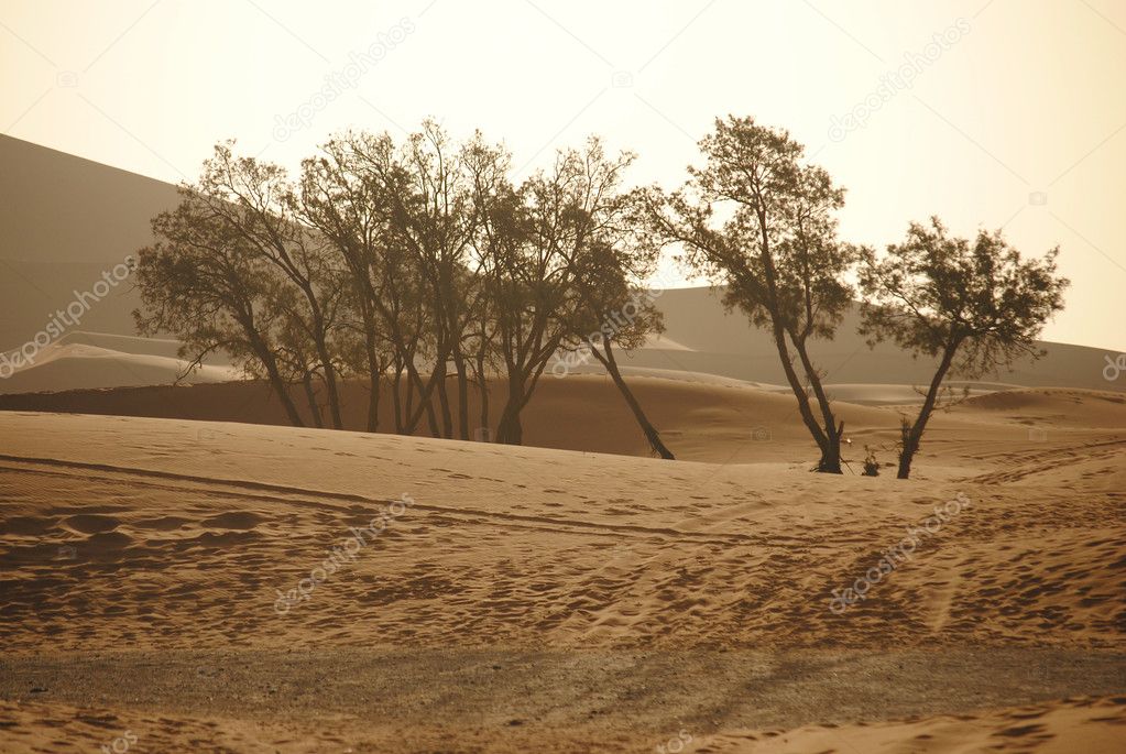 Sahara desert in Morocco, Africa
