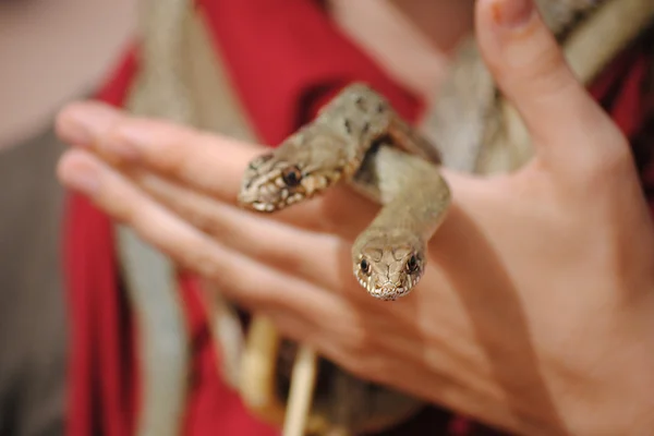 Snakes kept in a hand, Morocco — Stock Photo, Image