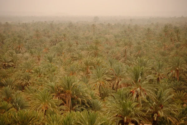 Landscape of palm trees in Morocco, North Africa — Stock Photo, Image