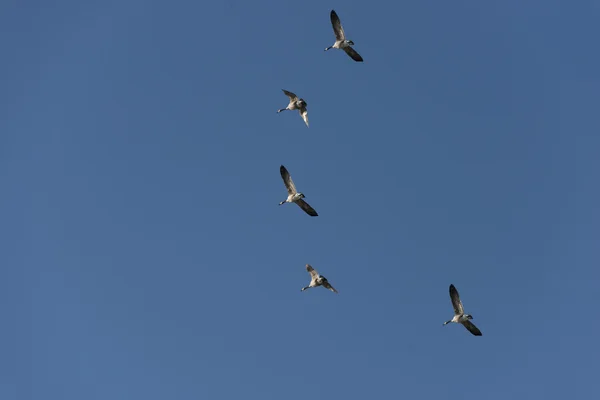 Gansos voando com fundo azul profundo do céu — Fotografia de Stock