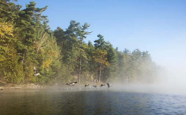 Ganzen vliegen in de mist — Stockfoto