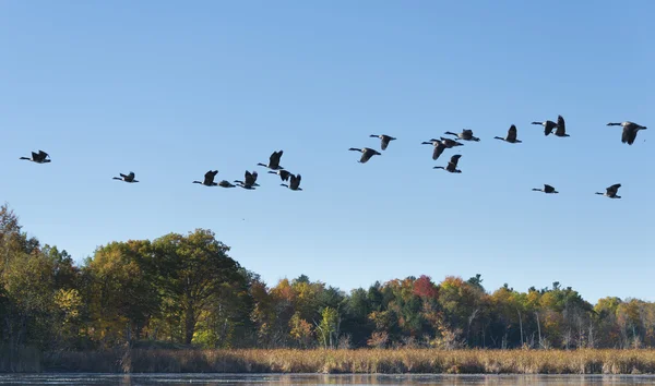 Husy létání přes jezero — Stock fotografie