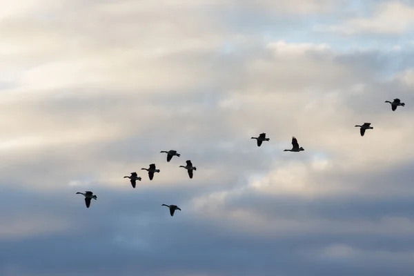 Gansos voando através das nuvens — Fotografia de Stock