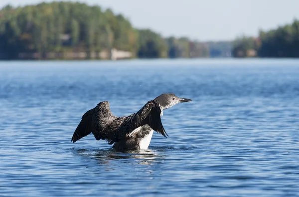 Loon Flapping E 'Wings — Foto Stock