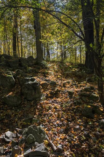 Northern Forest in Autumn — Stock Photo, Image