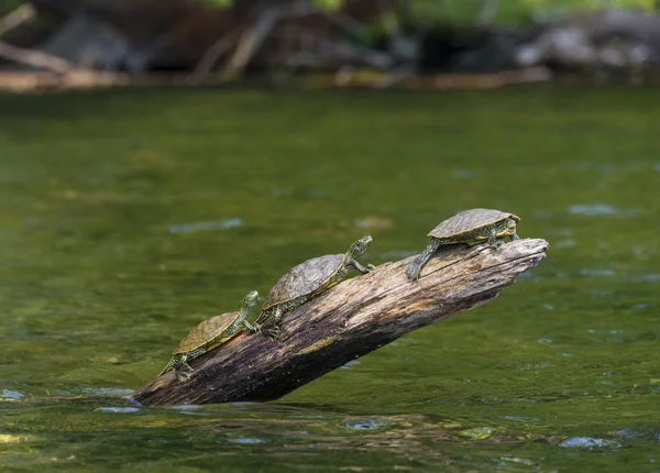 Trois tortues soleil sur une bûche — Photo