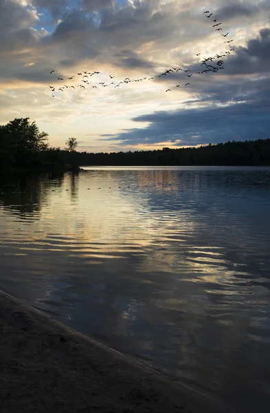 Oies volant au crépuscule — Photo