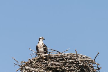 Yuvadaki gurur Osprey