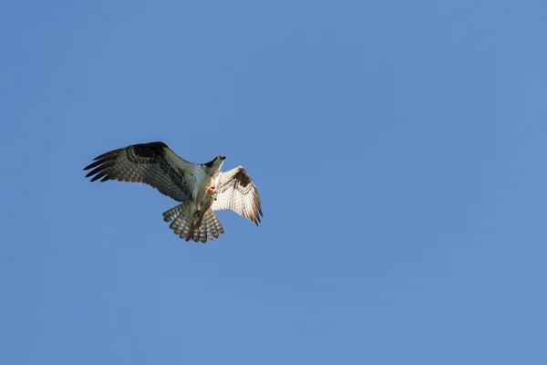 Osprey agarrando un pez — Foto de Stock