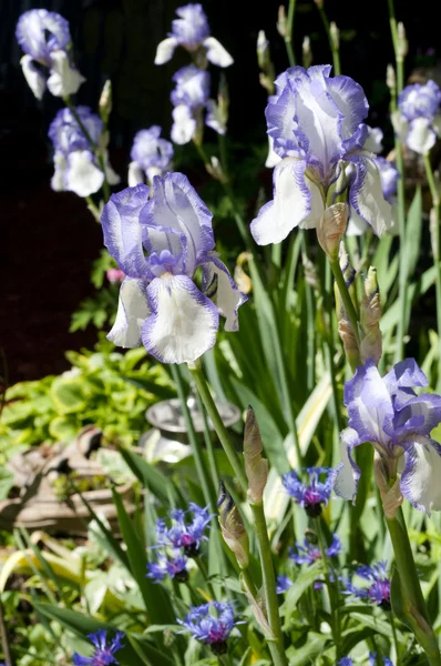 アイリスの花の庭 — ストック写真