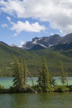 Kıyı çam ağaçları