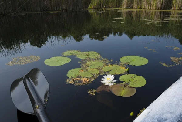 Lily Blossum Next to Kayak — Stock Photo, Image