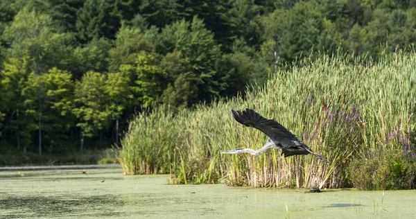 Héron volant dans un marécage — Photo