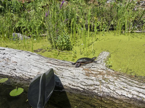 大規模なログのカメ — ストック写真