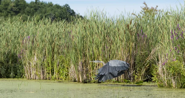 Heron decolando em Marshland Fotos De Bancos De Imagens Sem Royalties