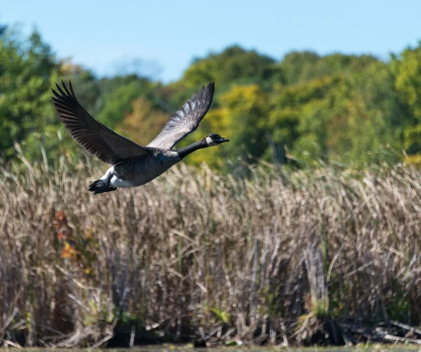 Goose flyger över träsket — Stockfoto