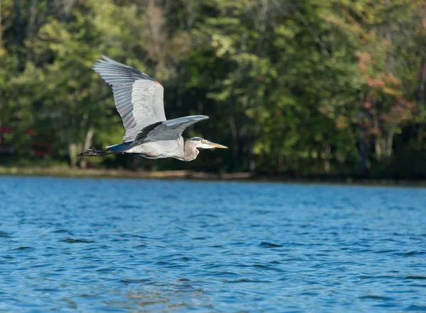 Blue Heron летит над озером — стоковое фото