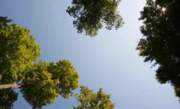 Tree Tops and Sun Burst — Stock Photo, Image