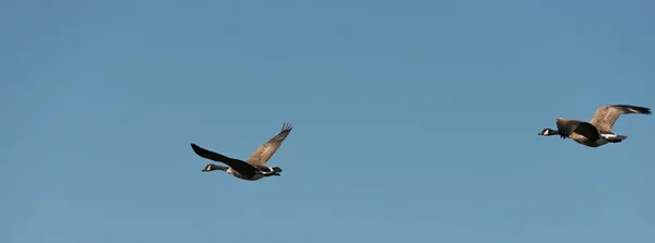Twee ganzen vliegen op een blauwe hemel — Stockfoto