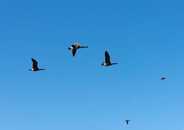 Geese With Duck Leading Flight — Stock Photo, Image