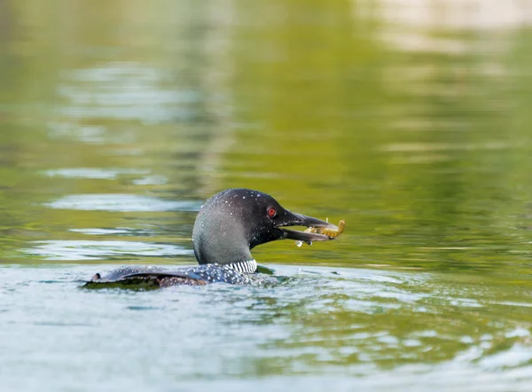 Loon Fishing For Dinner — Stock Photo, Image