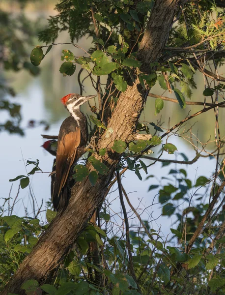 Pileated Woodpecker on Cedar Tree — Stock Photo, Image