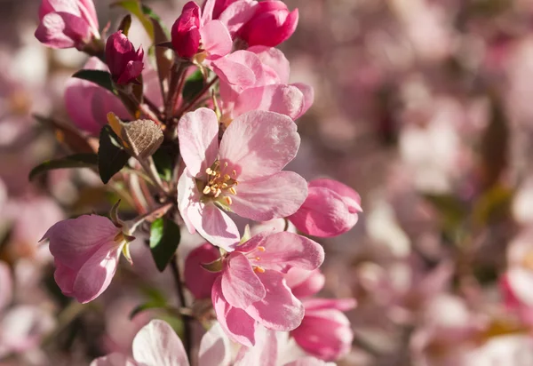 リンゴの花に焦点を当てる ロイヤリティフリーのストック写真