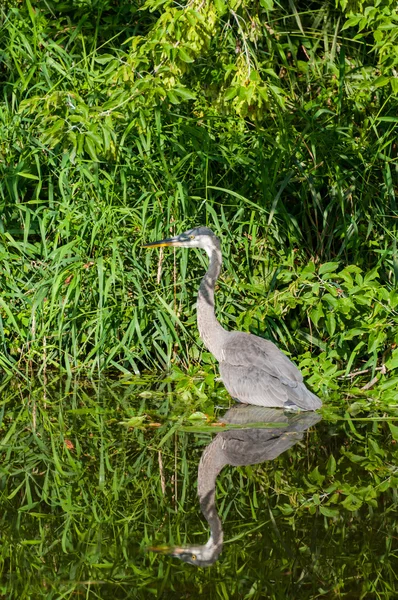 Garça azul escondida ao longo da costa Fotografia De Stock