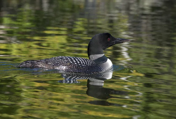 Loon flutua em Calm Bay Imagens De Bancos De Imagens Sem Royalties