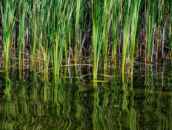 Bullrushes With Swirling Reflection — Stock Photo, Image