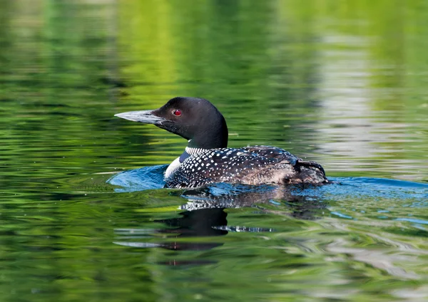 Loon Glides Across the Lake Royalty Free Stock Photos