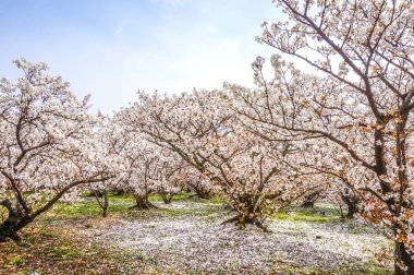 Sakura çiçeği bahar bitki örtüsü