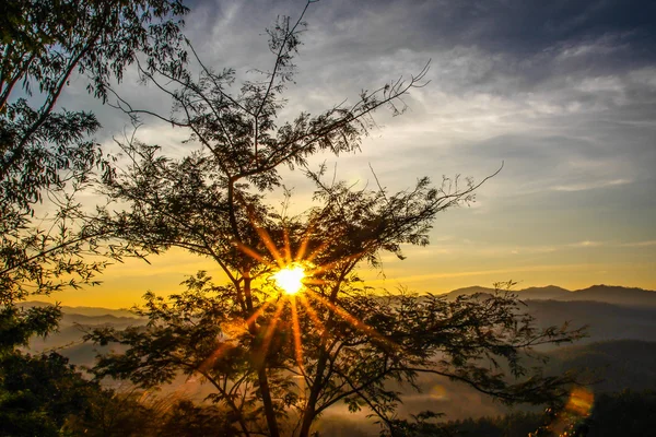 Sol dorado a través del bosque — Foto de Stock