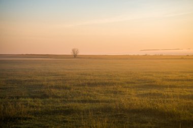 Tarlada yapayalnız ağaç