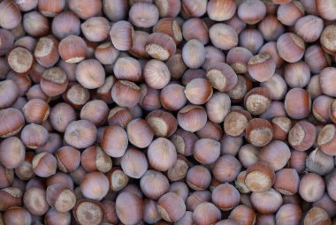 Arka plan olarak soyulmamış fındık yığını