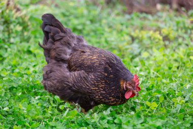 Siyah bir tavuk yeşil bir çimenlikte yürüyor