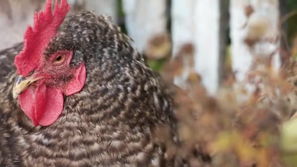 Domestic Hen Falling Asleep Backyard Video Close — Stock video