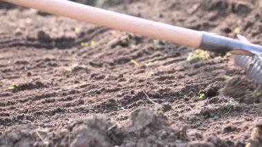 Kazdıktan sonra toprağı bir tırmıkla temizleyip düzleştiriyor.