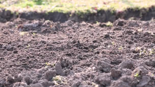 掘削後の熊手で土壌を清掃してレベリングする — ストック動画