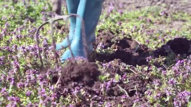 Lastik Çizmeli Bir Kadın Tırmıkla Toprağı Kazıyor — Stok video
