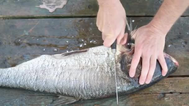 Men Hands Butcher Large Fresh Fish Old Wooden Table — Stock Video