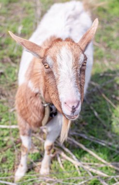 Komik beyaz ve kırmızı bir keçinin portresi