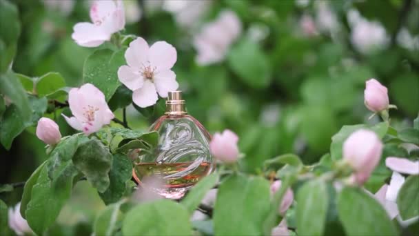 Flaska Parfym Grenarna Ett Blommande Träd — Stockvideo